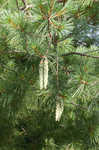 Eastern white pine